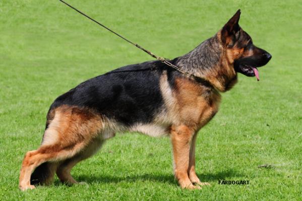 V1 (GB) Conadrew Lesko