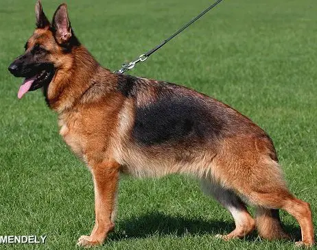 V, SG1 JHKLH(HUN) Dagota od Tiganjice