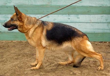 CHEMP. RUS. Ger Besta