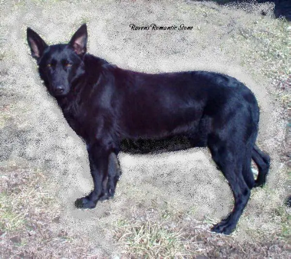 Ravens Romantic Stone
