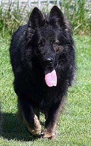 V,EUROPASIEGER(DRC) Faust vom Fennberg