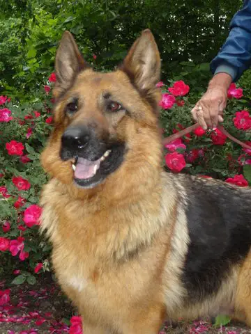 Noel von lassetter