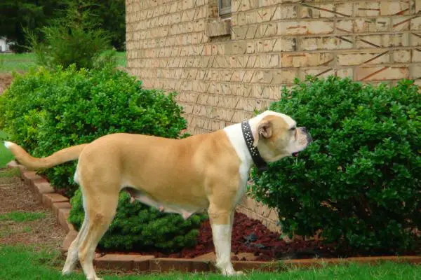 Northfork's Hagar of RVK PH-0.58/0.65