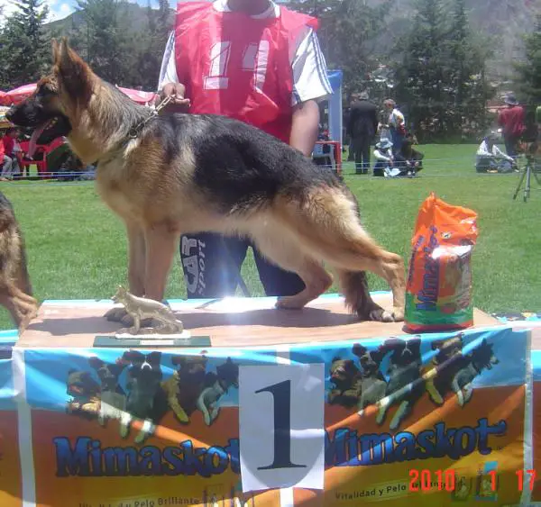 SG Celine De La Rosa Radiante