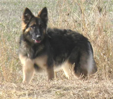 Molly vom Schlossfelsen