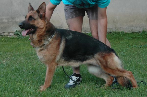 SG3,SG4, R.CAC Dana vom haus Milesevac