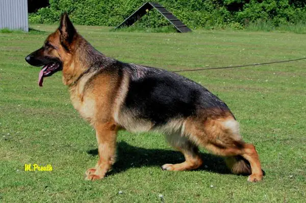 Ulla vom Türkenkopf