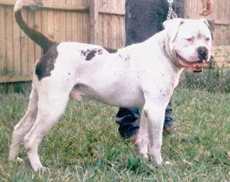 Razorback's Rowdy Man