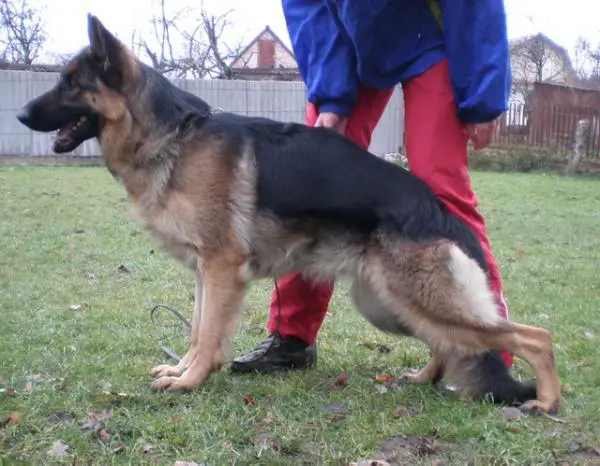 Borussiya Gloria Hund