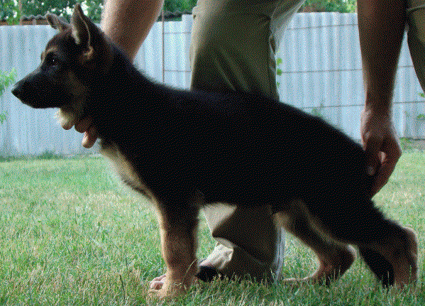 Cimon vom Suentelstein