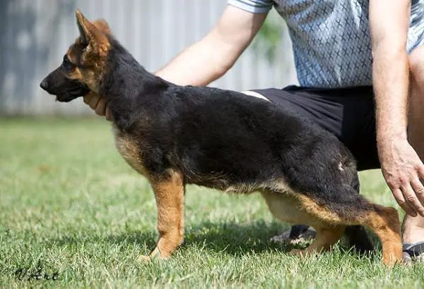 Darina vom Suentelstein