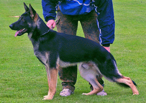 V Djuke vom Steinteich