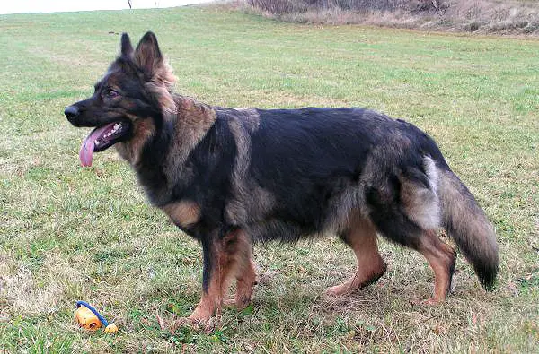 V Easy Ronja vom Altdeutschen Eck