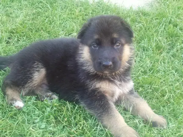 Szigetházi Rubi Astor