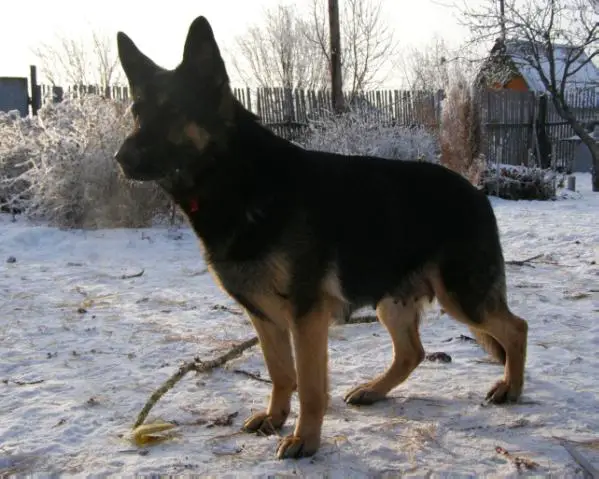 Narina v. Nord Traum
