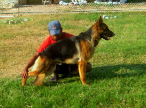 Don Topolovnicki at Von Der Spinerau Kennels