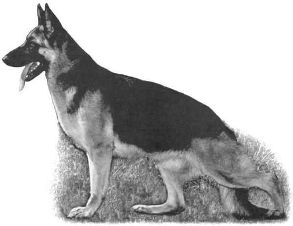 CH (US) Jo-San's Ebony Gold