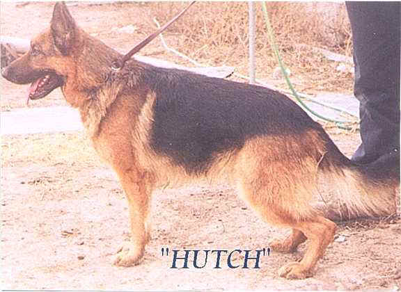 Wilder's Dutch Shultz