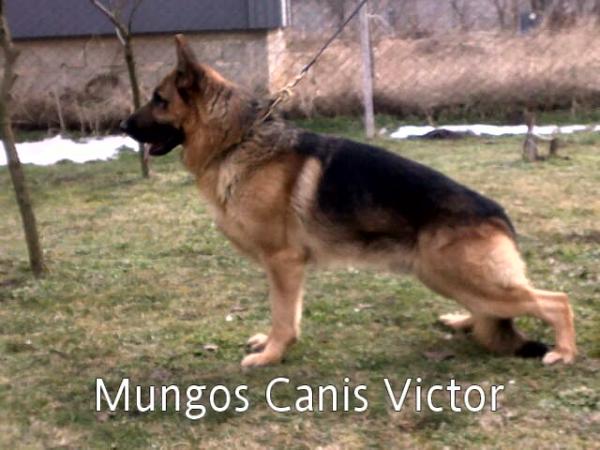 SG5, PRM,CAC Mungos CANIS VICTOR