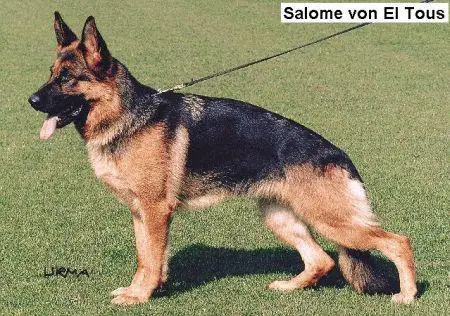 VA Salome von El Tous