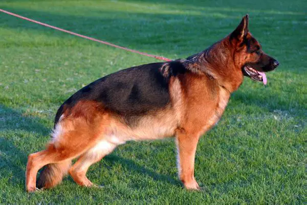 V Vigo Framato Rolau