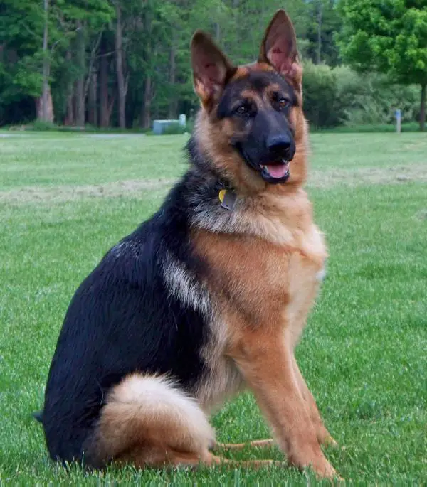 Caiya Von Highlander