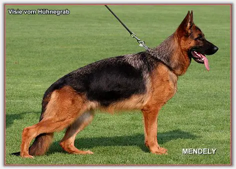 V, (SG8 BSZS JKL 2009) Visie vom Hühnegrab