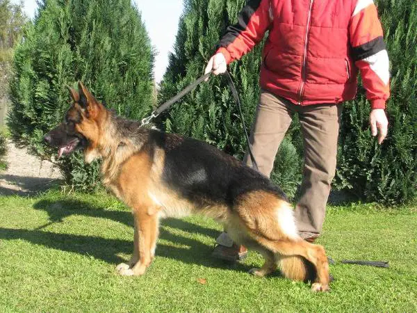 Zorko z Kojca Elbikame