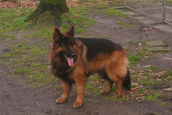 VA 1 Vitko von Silvalacus