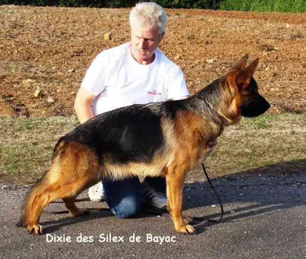 Dixie des Silex de Bayac