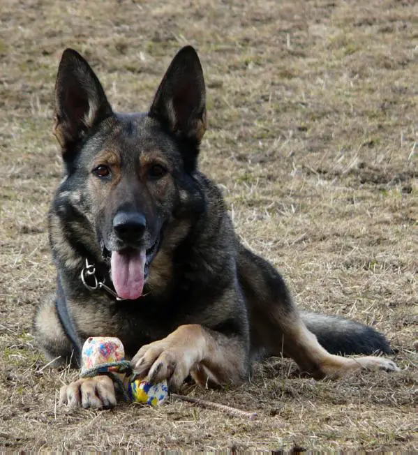 SG Gotika Aritar Bastet