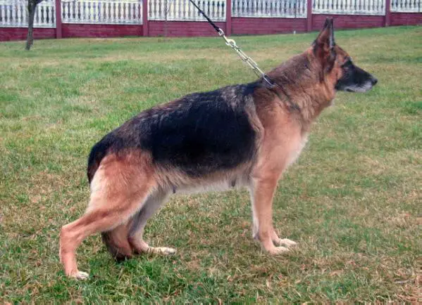 Ejsza z Drozda Piasków