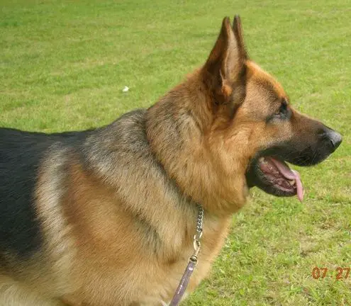 Zak's Tonto von Dekka Haus