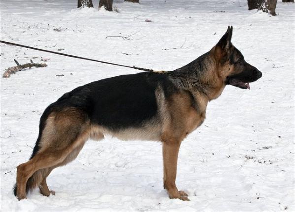 Magnum von Roten Blitz