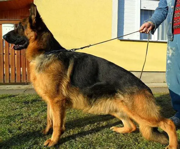 SG Clodo della Real Favorita