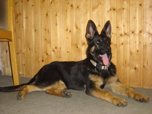 Geeny aus dem Tempel der Ceres