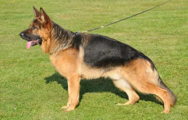 SG Zaro vom Bierstadter Hof