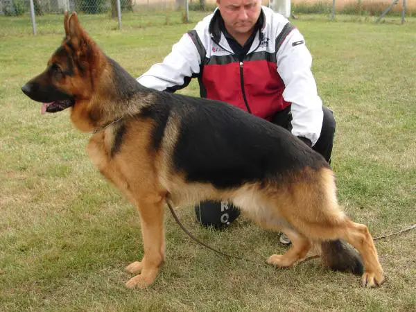 Cougar vom Polarstern