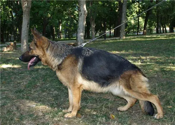 Fanta s Serebryanoy Laguny