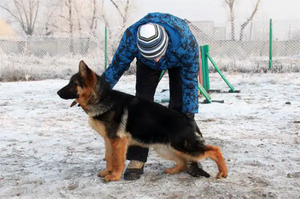 West Gotika Zerkonia