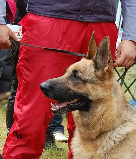 V(UA) Belinda Mechta Zhyzny