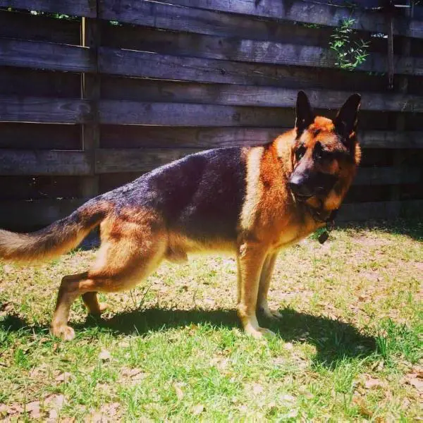 Scout Mittlewest Vom Baker