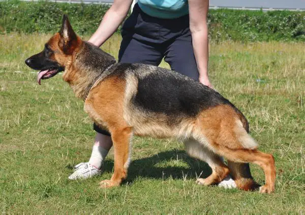 V CH.RUS CH.RKF Atsel Hof Dzhenifer (Jennifer)