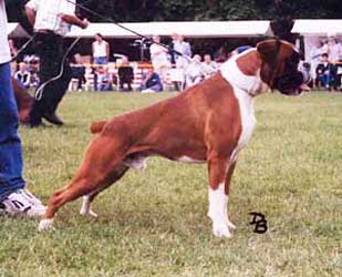 MULTI CH Urban van Wordanis