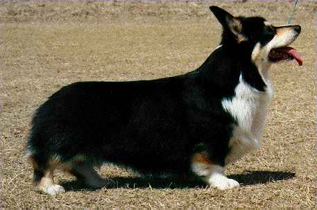 CH Llyswen Foreign Affair At Rumney