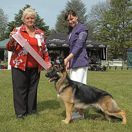 AKC GCH & CH (AUST) Yankee Baby At Kezziah (Imp USA)