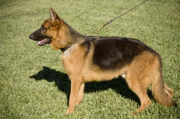 Poldi von Wittenberge