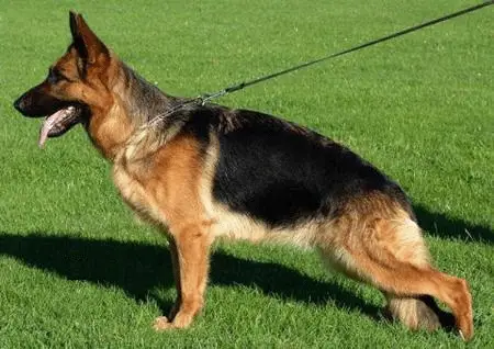 Pabsy von der Urbecke