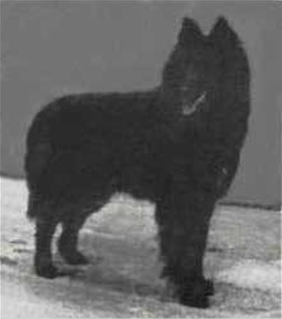 CHL V 1 + CAC CACIB Zorka du Clos St.Antoine