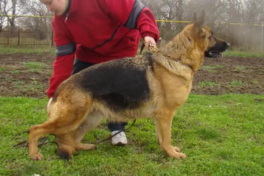 Policeiskaya sobaka Matilda